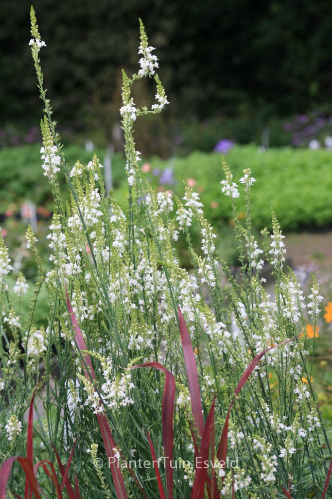 Linaria purpurea ‘Springside White’