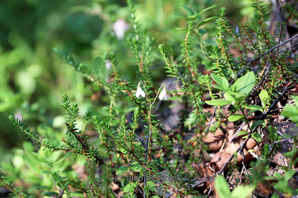 Linnaea borealis