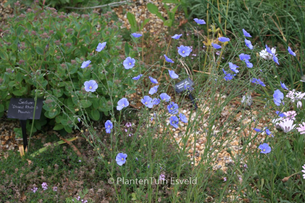 Linum perenne