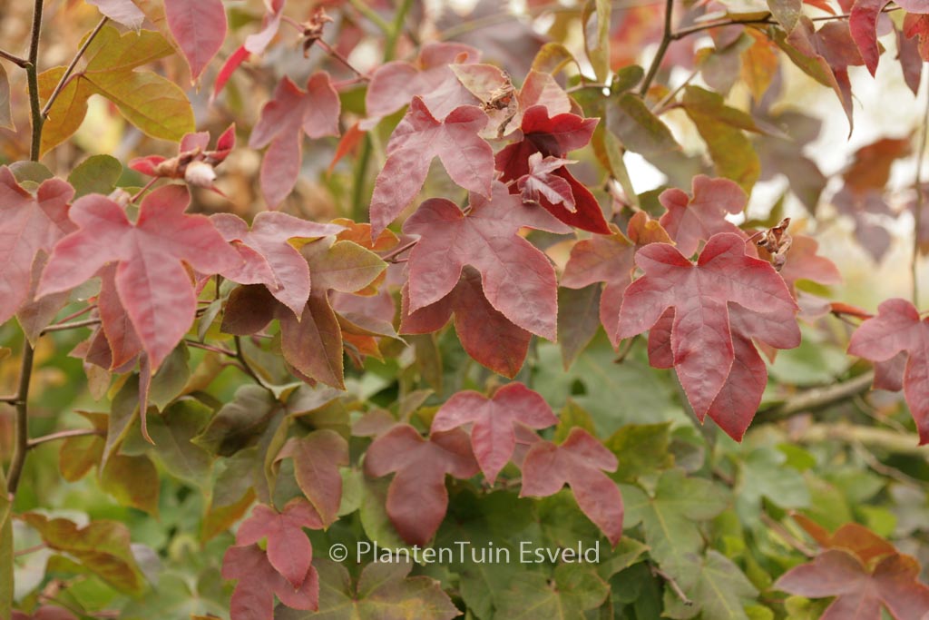 Liquidambar formosana ‘Ellen’