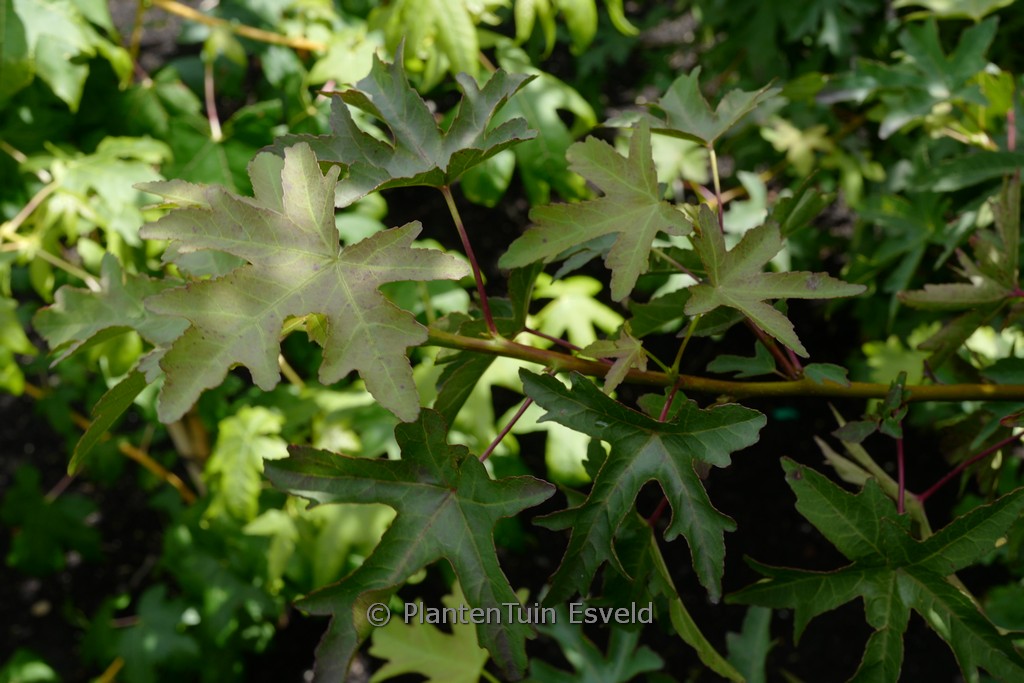 Liquidambar orientalis ‘Ann Spencer’
