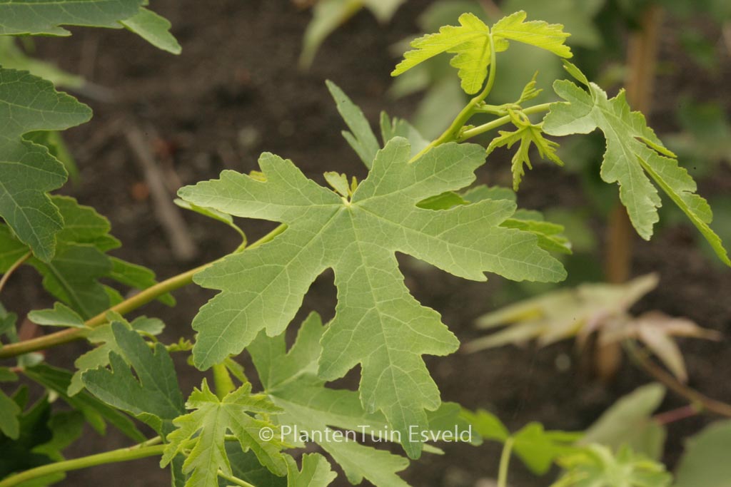 Liquidambar orientalis ‘M. Foster’