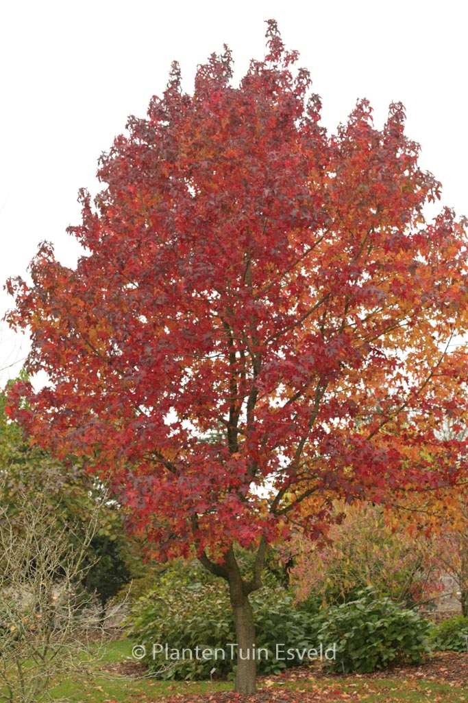 Liquidambar styraciflua ‘Aurora’