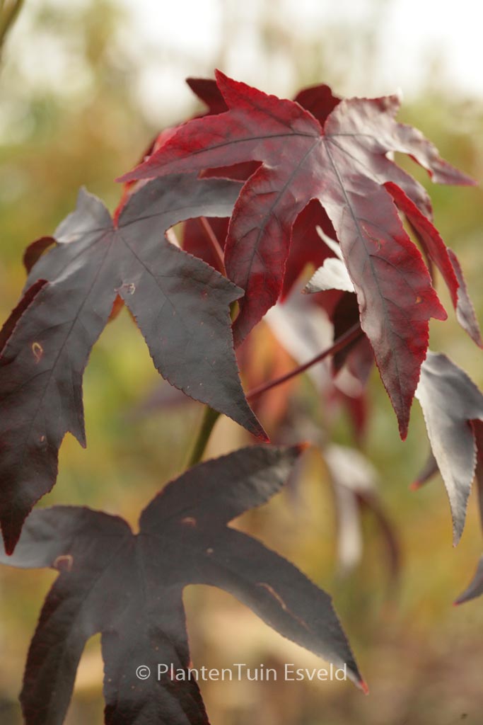 Liquidambar styraciflua ‘Dark Autumn’