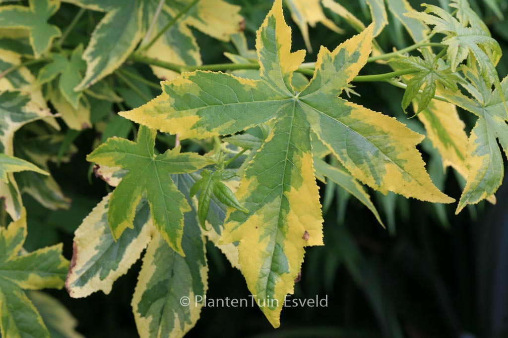Liquidambar styraciflua ‘Golden Treasure’