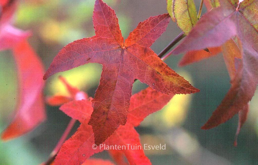 Liquidambar styraciflua ‘Lane Roberts’