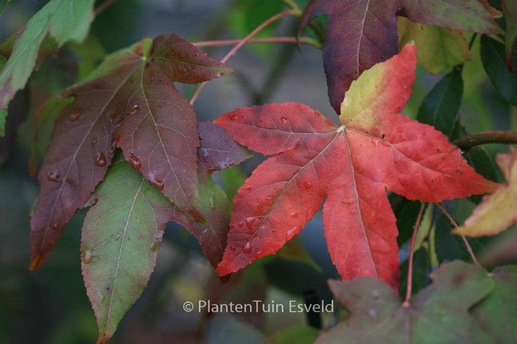 Liquidambar styraciflua ‘Moonbeam’