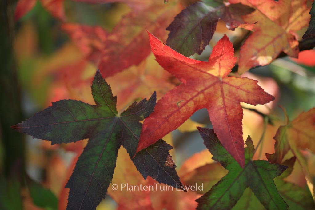 Liquidambar styraciflua ‘Palo Alto’