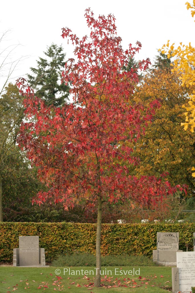 Liquidambar styraciflua ‘Penwood’
