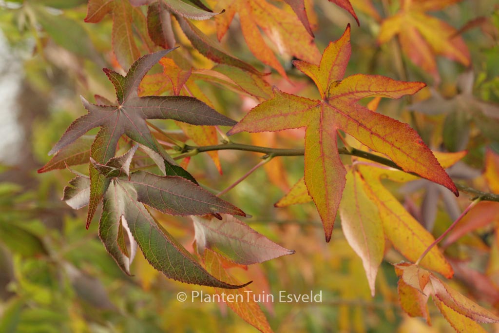 Liquidambar styraciflua ‘Roemer 4’ (FAME FOREVER)