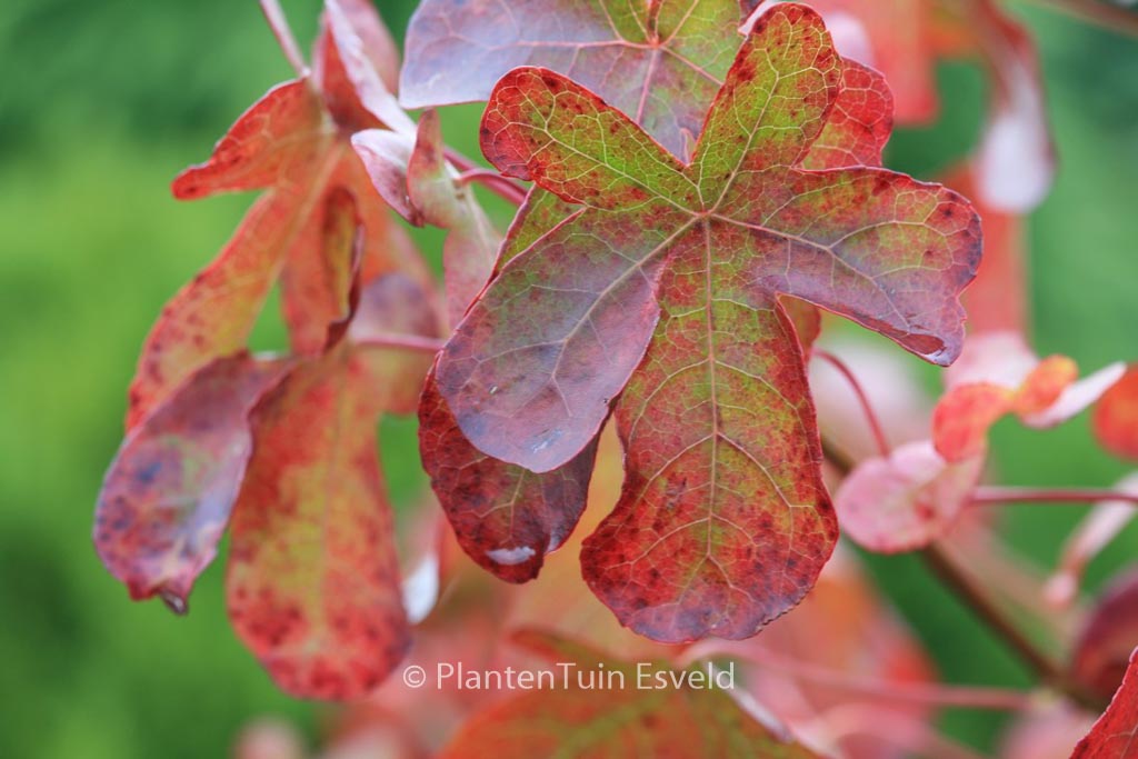 Liquidambar styraciflua ‘Rotundiloba’