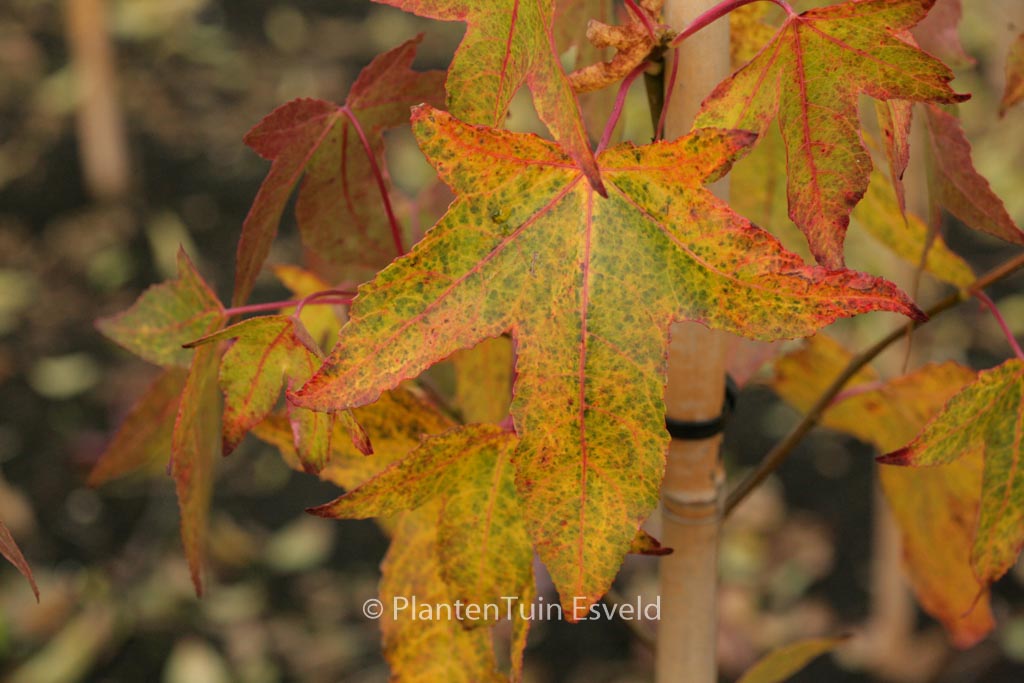 Liquidambar styraciflua ‘White Star’