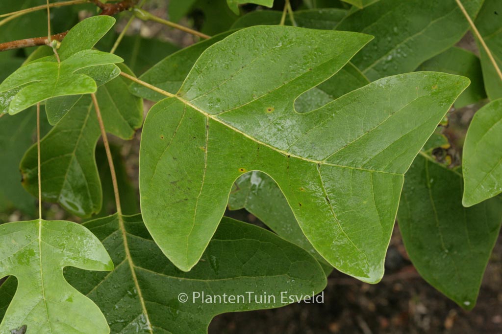 Liriodendron chinense