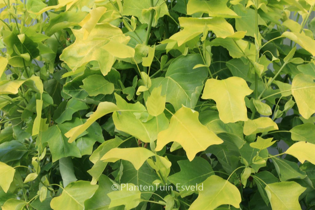 Liriodendron tulipifera ‘Glen Gold’