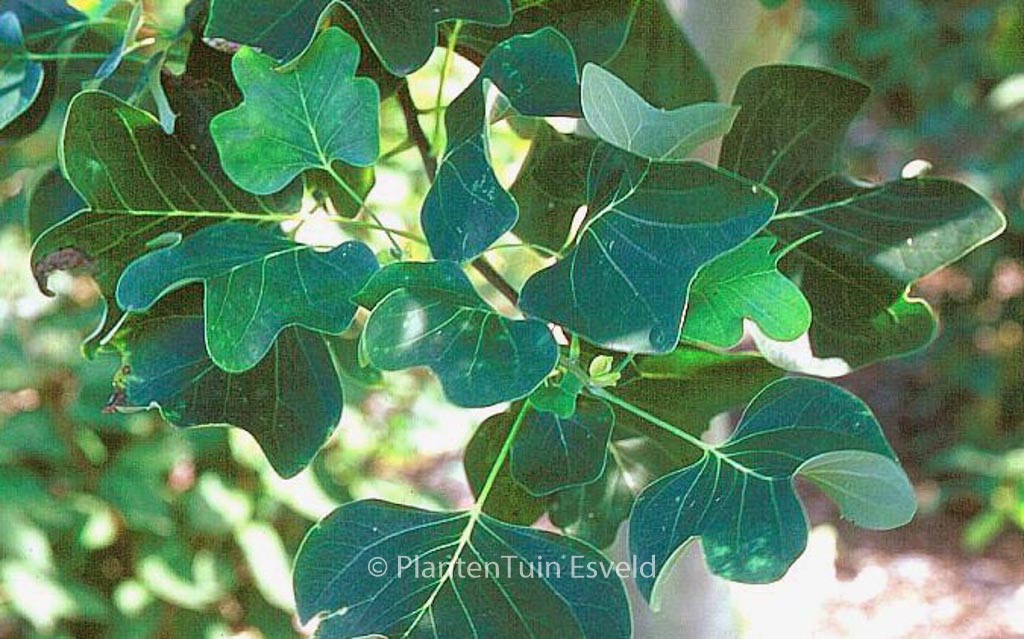 Liriodendron tulipifera ‘Roothaan’
