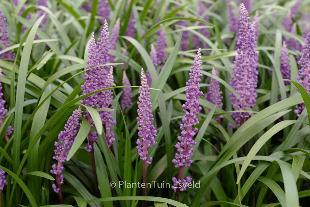 Liriope muscari ‘Royal Purple’