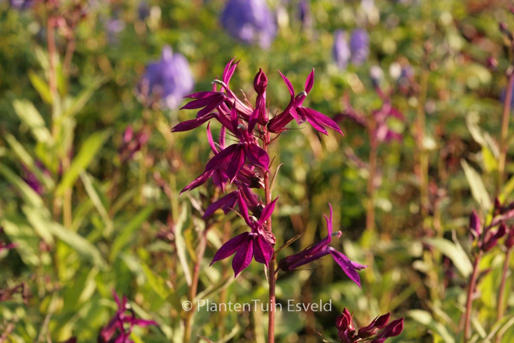 Lobelia ‘Hadspen Purple’