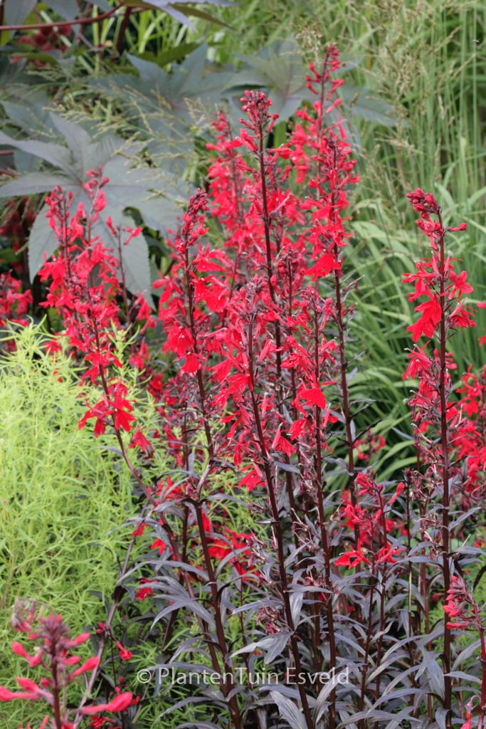 Lobelia ‘Queen Victoria’