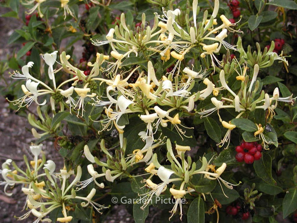 Lonicera ‘Honey Baby’