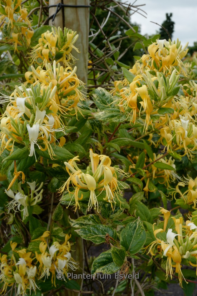 Lonicera ‘Sandra’