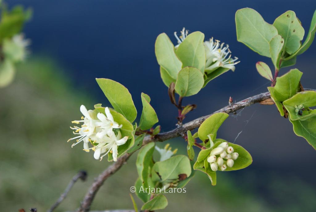 Lonicera albiflora