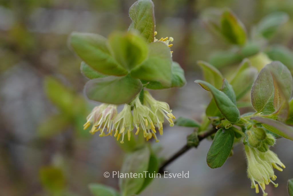 Lonicera caerulea ‘Wojtek’