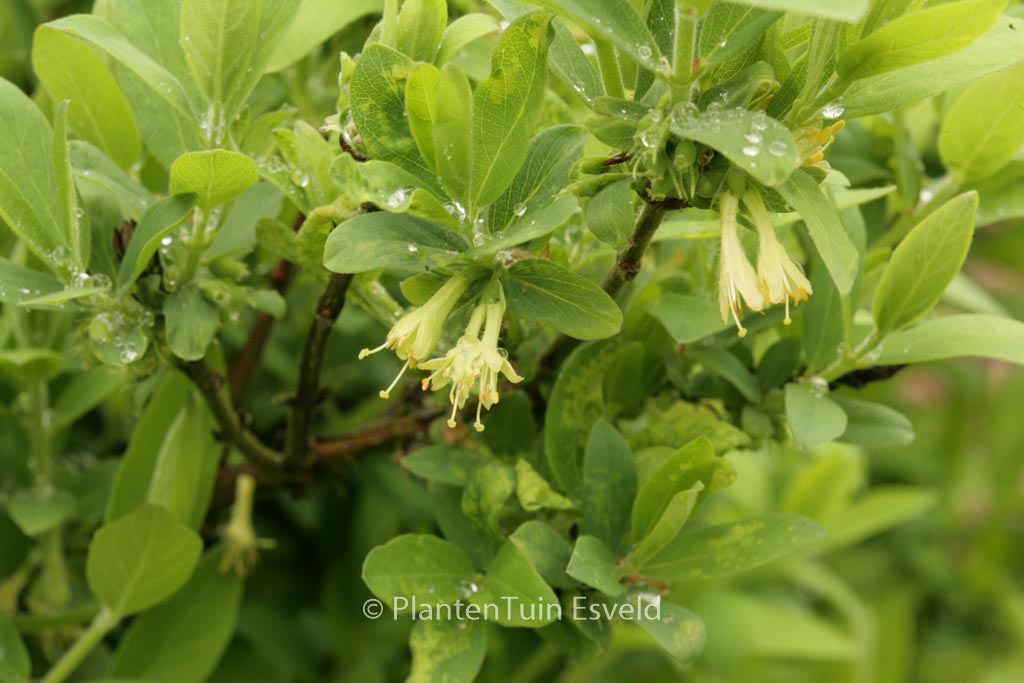 Lonicera caerulea var. kamtschatica