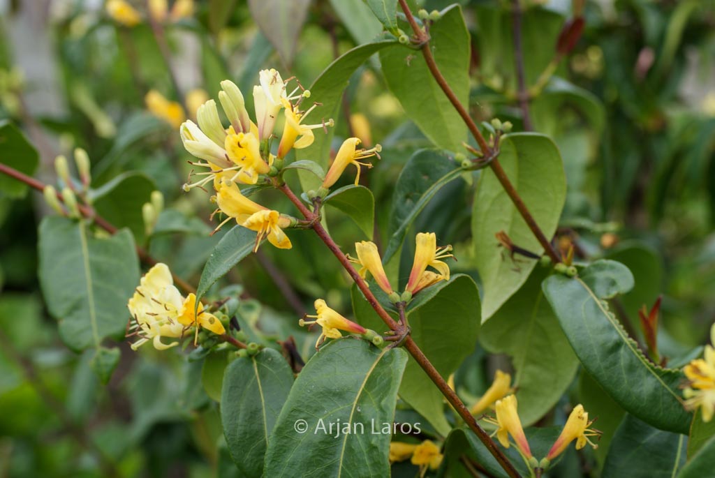 Lonicera henryi ‘Copper Beauty’