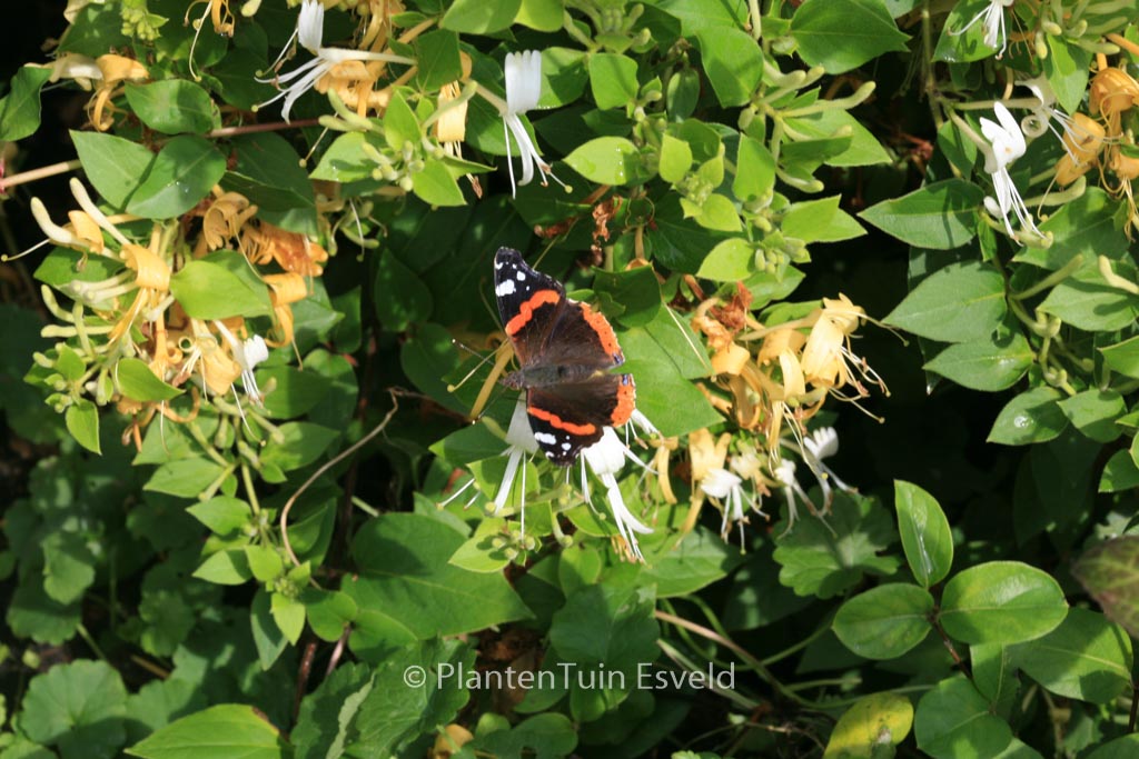 Lonicera japonica ‘Cream Cascade’