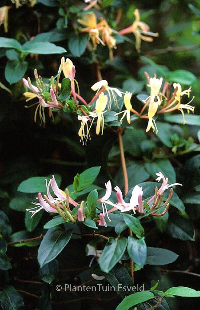 Lonicera japonica ‘Interold’ (DART’S WORLD)