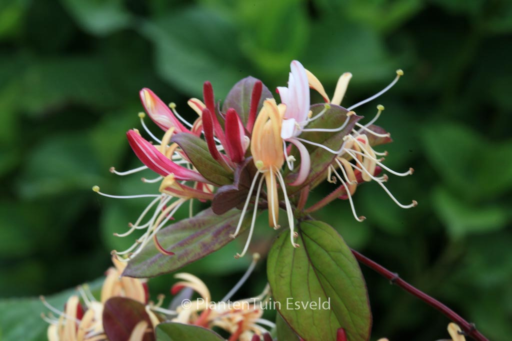 Lonicera japonica ‘Purple Queen’