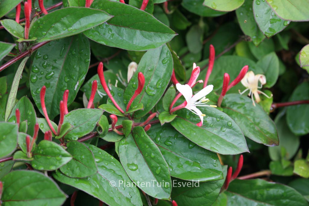 Lonicera japonica ‘Purpurea’