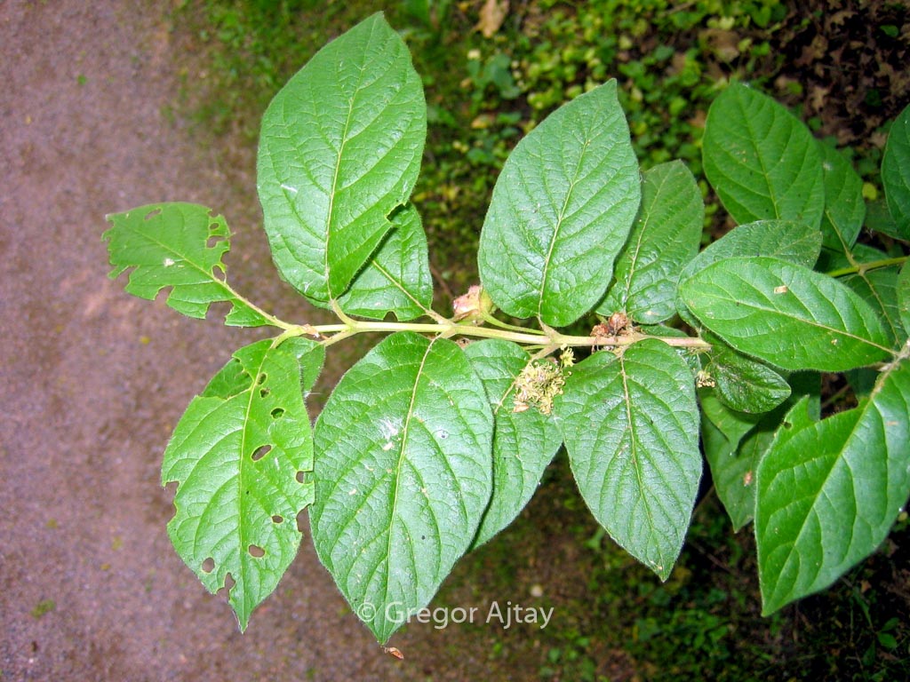 Lonicera korolkowii