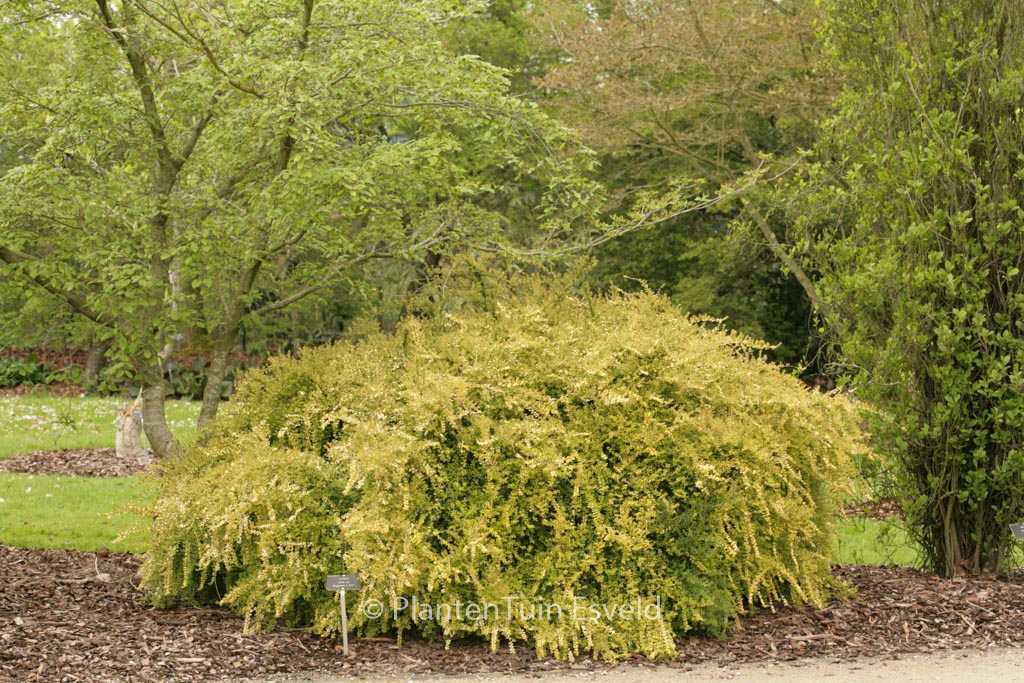 Lonicera nitida ‘Baggesen’s Gold’