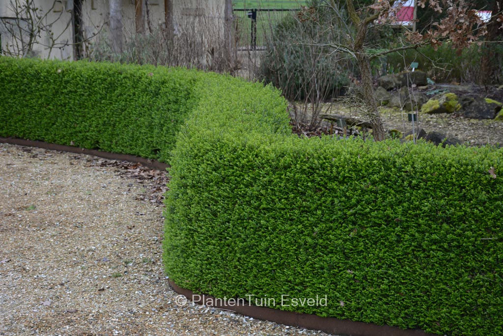 Lonicera nitida ‘Elegant’