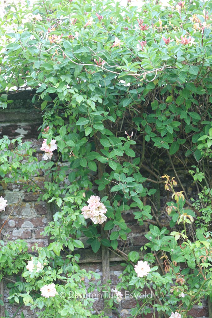 Lonicera periclymenum ‘Belgica’