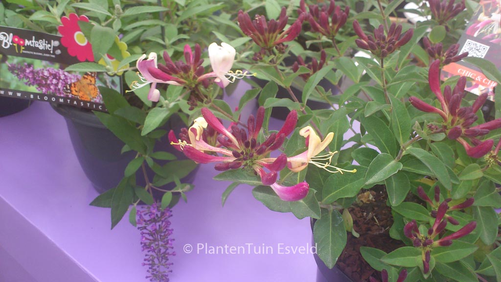 Lonicera periclymenum ‘Inov205’ (CHIC & CHOC)