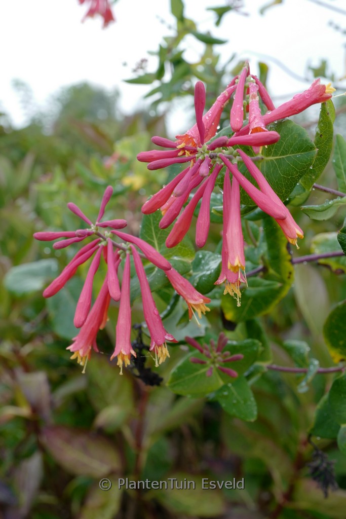 Lonicera sempervirens ‘Leo’