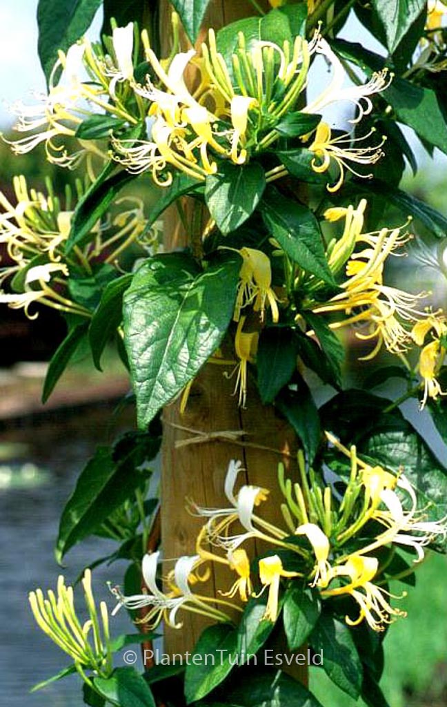 Lonicera similis var. delavayi
