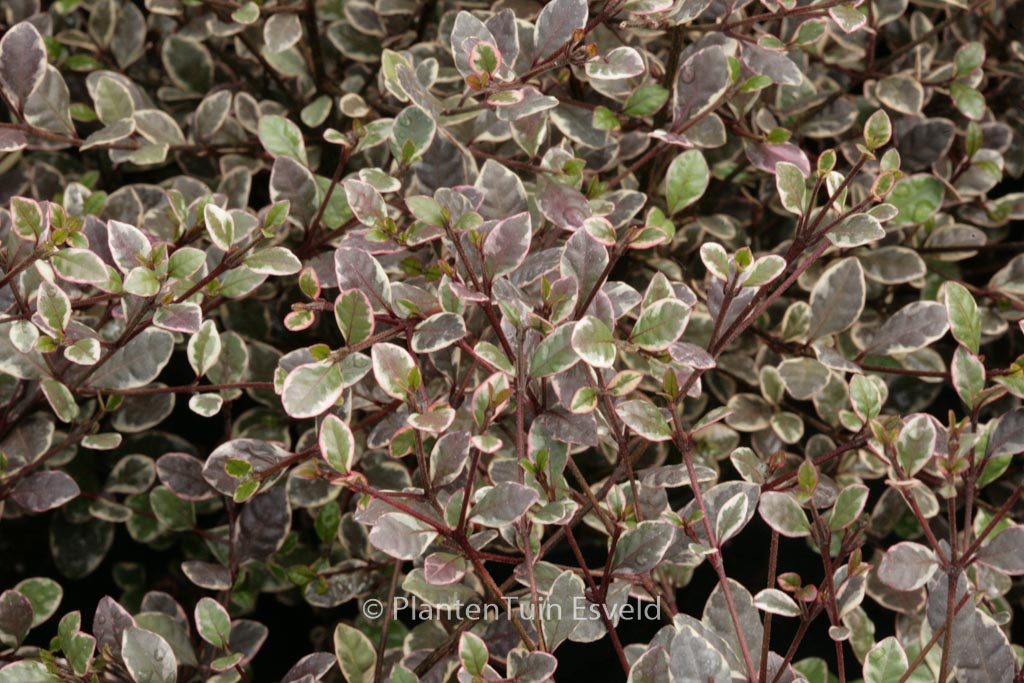 Lophomyrtus ralphii ‘Magic Dragon’