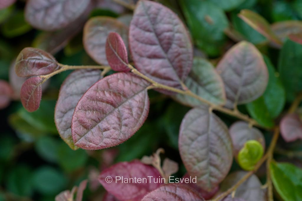 Loropetalum chinense ‘Daybreak’s Flame’