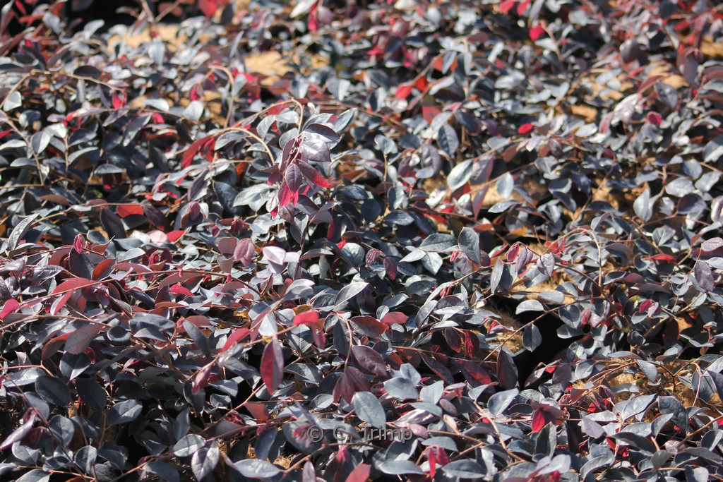 Loropetalum chinense ‘Fire Dance’