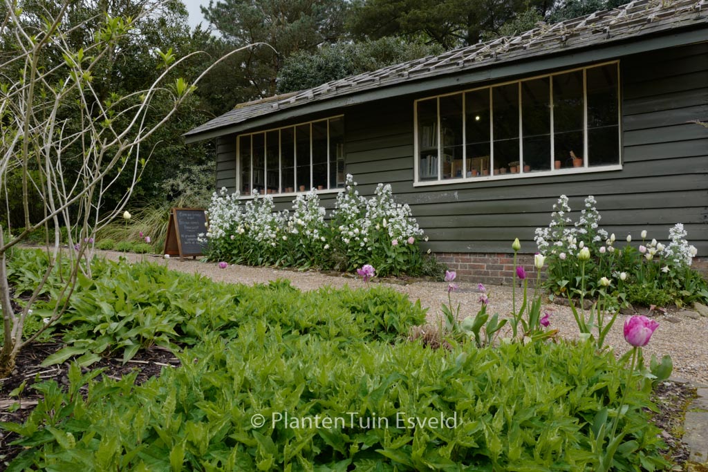 Lunaria annua ‘Albiflora’