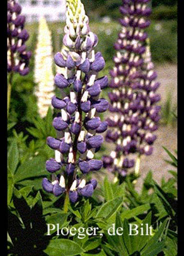 Lupinus ‘The Governor’