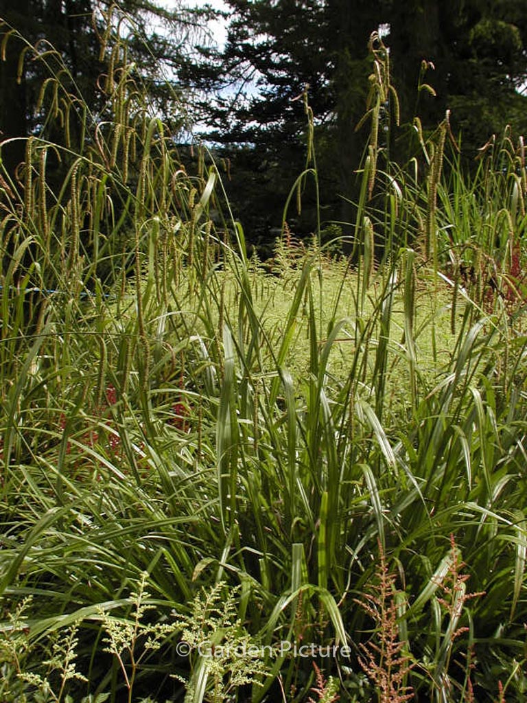 Luzula sylvatica ‘Tauernpass’