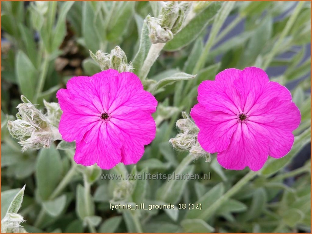 Lychnis ‘Hill Grounds’