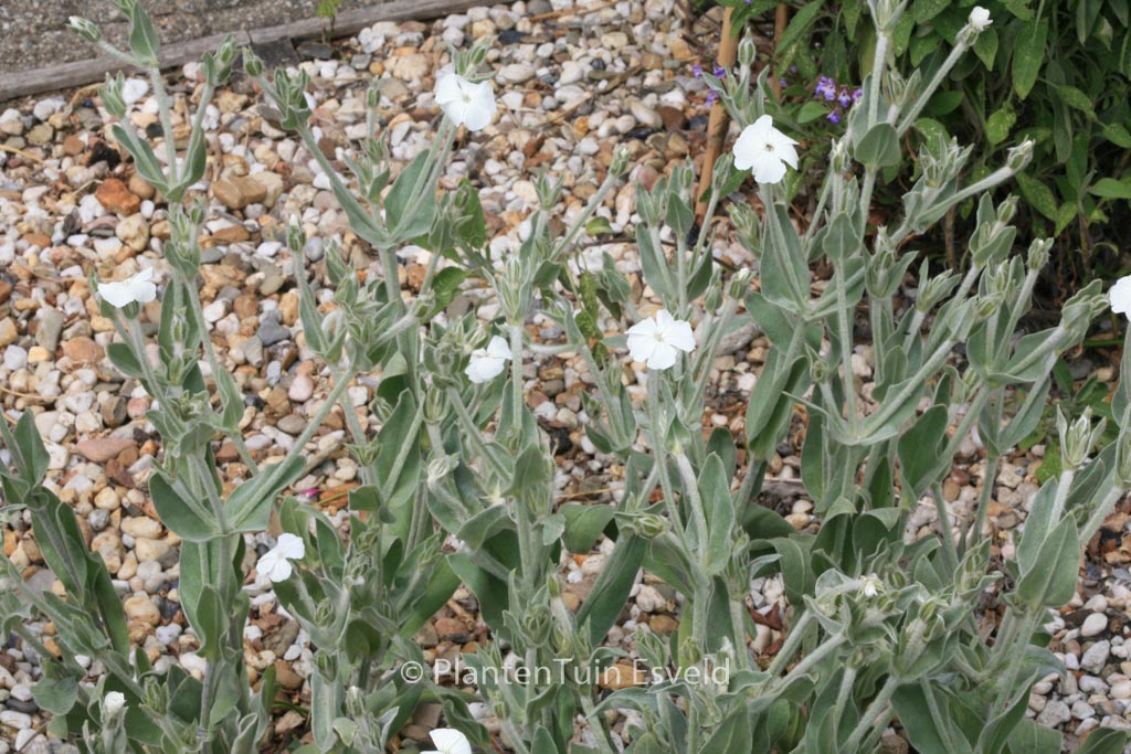 Lychnis coronaria ‘Alba’
