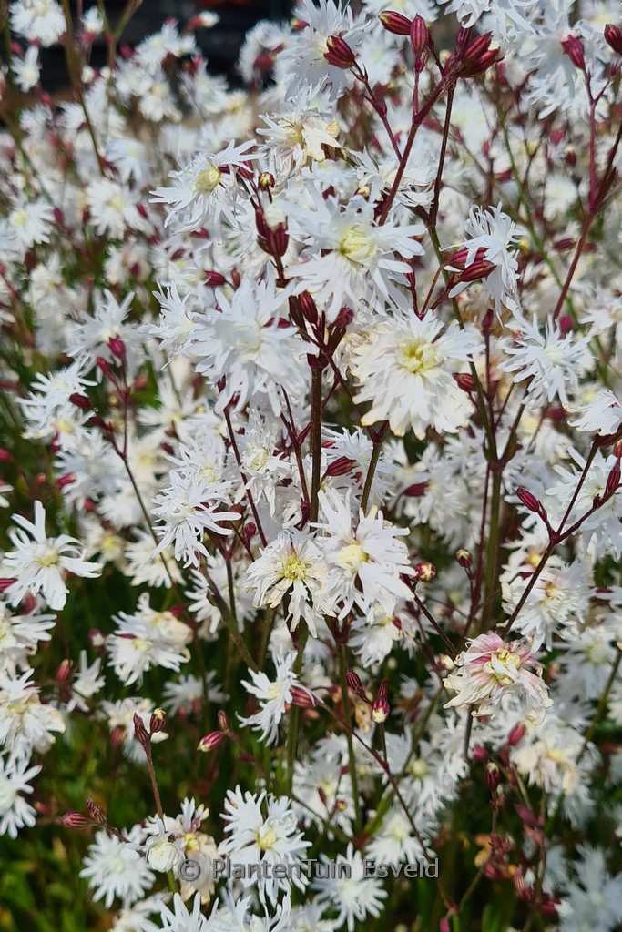Lychnis flos-cuculi ‘Petit Henri’