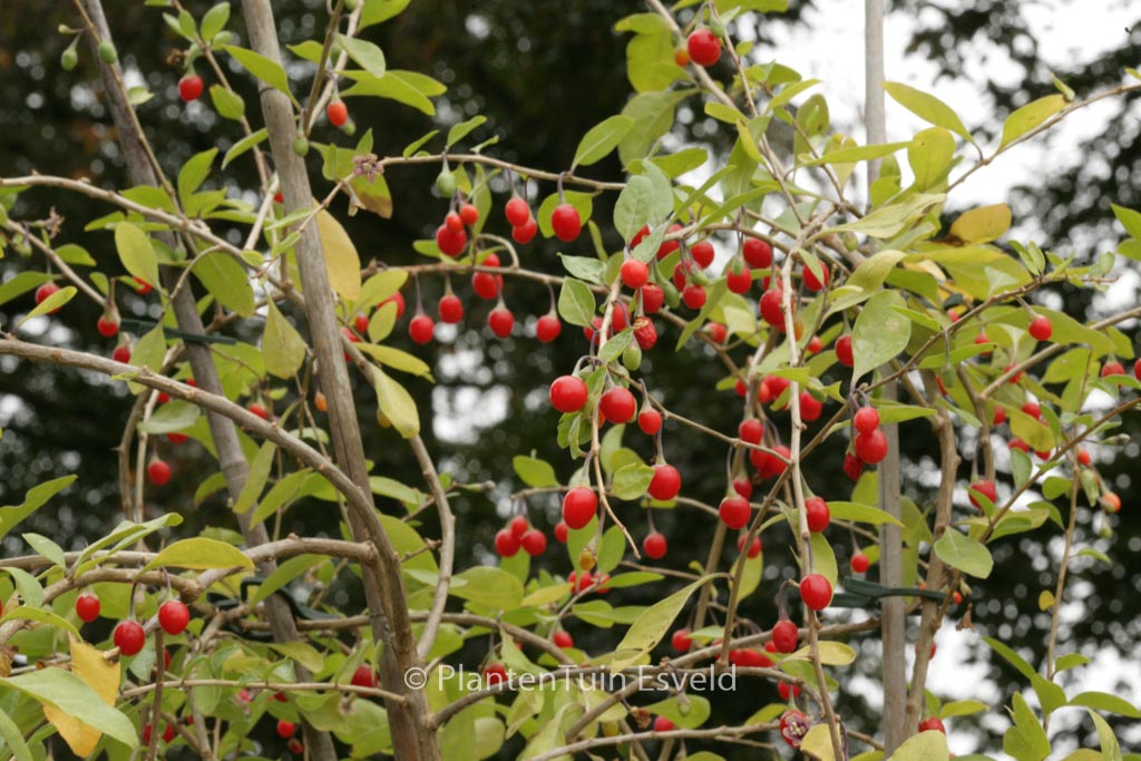 Lycium barbarum