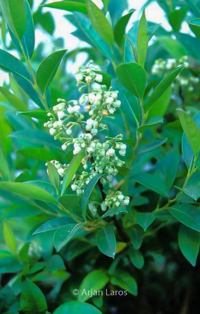 Lyonia ligustrina